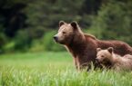 مشاهده خرس قهوه‌ای در ارتفاعات جنگلی گیلوندرود فومن+ فیلم