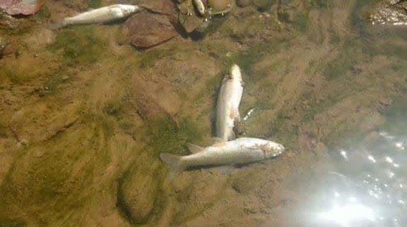 اتلاف صدها قطعه از ماهیان رودخانه قلعه‌رودخان با آلودگی زیست محیطی