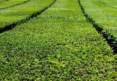 محصولی با خواص شگفت انگیز در گیلان