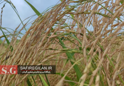 طرح جهش تولید برنج برای نخستین بار در گیلان اجرایی شد