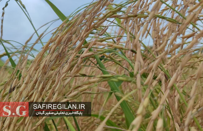 طرح جهش تولید برنج برای نخستین بار در گیلان اجرایی شد
