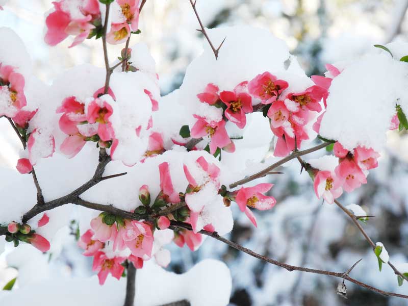 برف بهاری در ماسوله و غافلگیری درخت و شکوفه