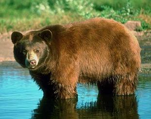 شکارچی حرفه‌ای خرس قهوه‌ای گیلان دستگیر شد