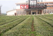 «بوته سبز چای» به «ویلا» زمین داد !/اصلاح غلط دولت اصلاحات در عرصه چای!!