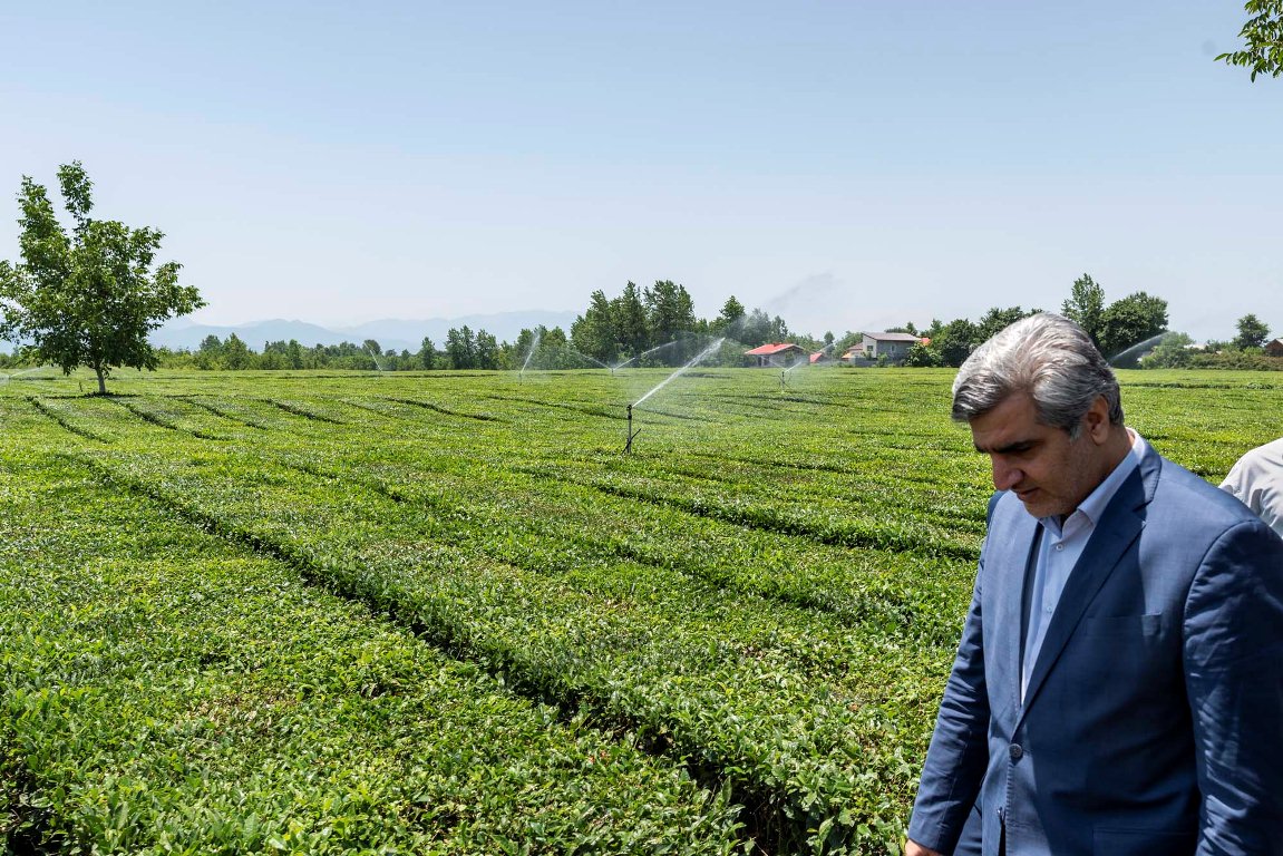 رونق چشمگیر صنعت چای داخلی با اقدامات حمایتی دولت تدبیر و امید رقم خورد/پرداخت ۸۵ درصدی هزینه تجهیز سیستم آبیاری نوین باغات چای به شکل بلاعوض از طرف دولت